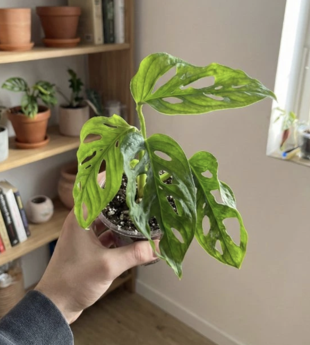 monstera adansonii mint